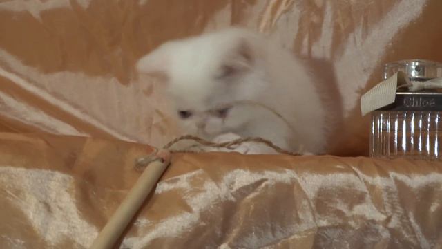 White Exotic Shorthair Kitten With Odd Eyes For Sale, Female