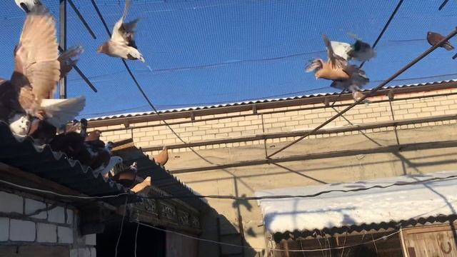 Красных и жёлтых обзорчик смотреть онлайн