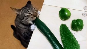 Самое смешное видео про животных 2023|Смешные Кошки и Собаки