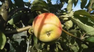 Обзор сорта алычи кубанская комета и летних сортов яблони Медуница, Мечта, Конфетное, Мелба.