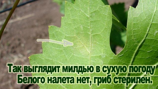 ?? ОСТОРОЖНО МИЛДЬЮ! Болезнь №1 винограда! Фото милдью. Как определить. Как лечить милдью. смотреть онлайн