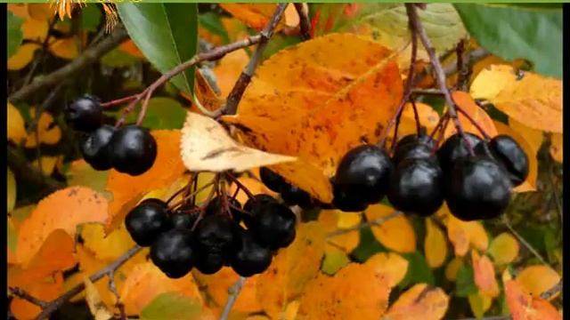 Арония черноплодная от компании Сад Вашей Мечты смотреть онлайн