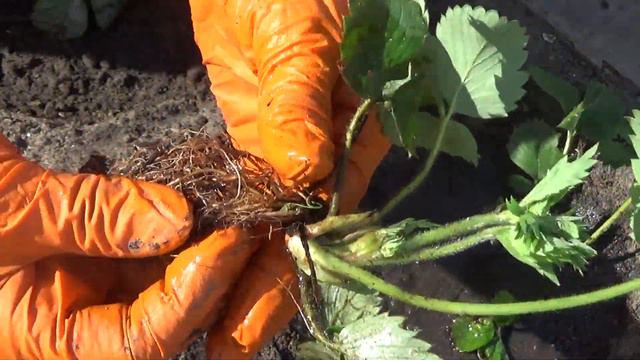 Клубника, закладываю новую грядку. смотреть онлайн