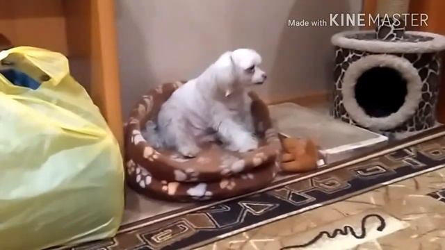 Собаку снимают две девки , а кошка возмущается;) смотреть онлайн
