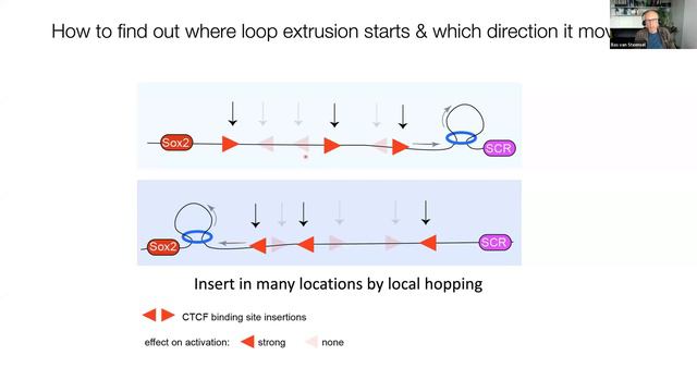 Probing Principles of Genome Organization and Function - Bas van Steensel смотреть онлайн