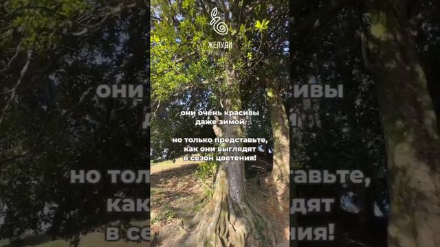 Магнолии великаны из Батумского ботанического сада смотреть онлайн