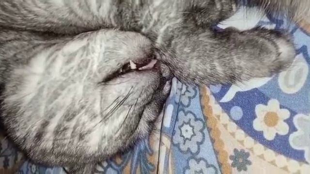 Кошка храпит. смотреть онлайн
