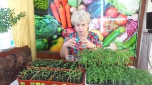 2 ТОМАТА В ОДНУ ЛУНКУ - ПОДРОБНЕЕ. Ольга Чернова.