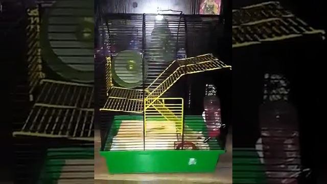 Что должно быть в клетке у джунгарских хомячков!? смотреть онлайн