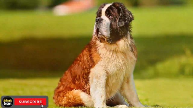 Discover the Most Loyal Dog Breeds: Our Top 8 Picks смотреть онлайн