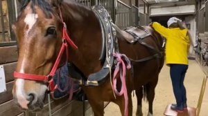 Как ухаживать за лошадьми ? и что для этого нужно