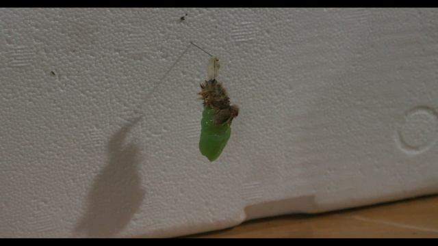 Life Cycle of the Blue Morpho Butterfly смотреть онлайн