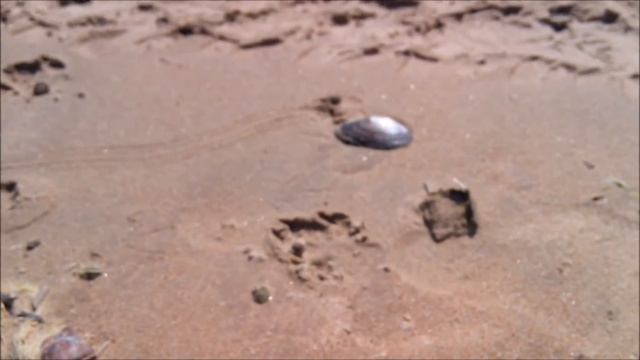 Финский залив в Комарово смотреть онлайн