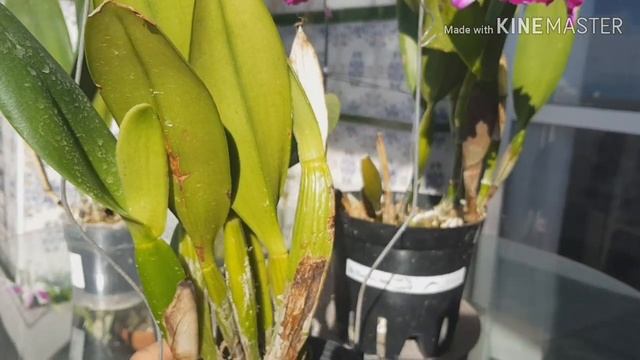 Каттлеи и мох. Выращивание каттлей во мхе. Blc Kuwale Gem 'White Sword '