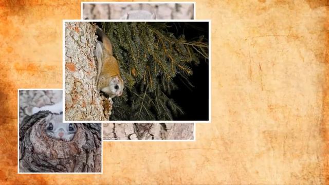 белка-летяга смотреть онлайн