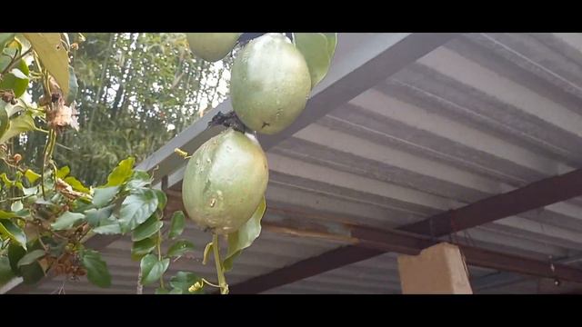 maracuja do mato muito doce(passiflora alata) смотреть онлайн