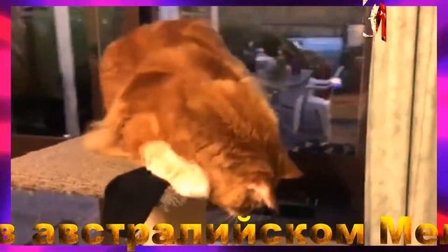 Омар — самый длинный кот в мире смотреть онлайн