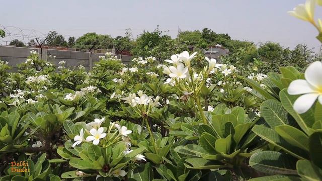 PLUMERIA (CHAMPA): Types, Plumeria Care Tips | Plumeria Tree смотреть онлайн