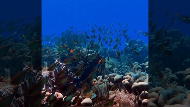 МУЗЫКА ДЛЯ СНА , УСПОКАИВАЮЩАЯ МУЗЫКА