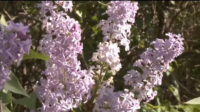 Весенняя красота Ундор смотреть онлайн