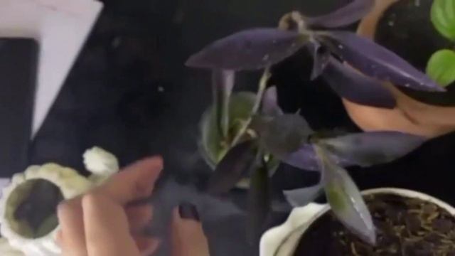 HOW TO SUCCESSFULLY PROPAGATE ALOCASIA POLLY AND GREENSHIELD THROUGH BULBS?(The result) смотреть онлайн