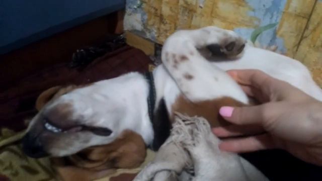 Бигль Роки спит смотреть онлайн