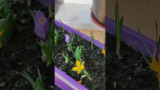 Гиацинт и крокус. Цветок дома в горшке на балконе. 1 марта 2023 #shorts смотреть онлайн
