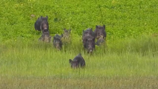 Why Don't They Eat Millions of Wild Boars after hunting ? смотреть онлайн