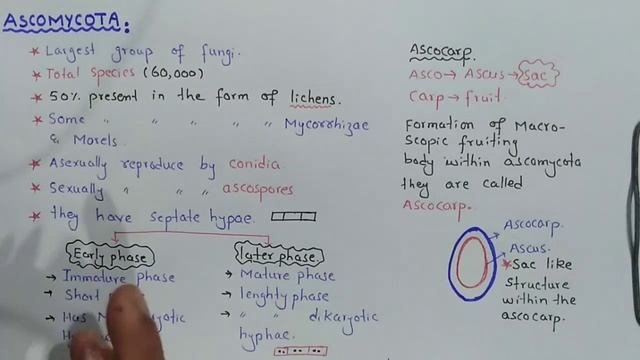 Ascomycota life cycle | Characteristics | Class 11 Biology смотреть онлайн