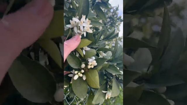 Район Мерсина, где живет много сирийцев. Давултепе. смотреть онлайн