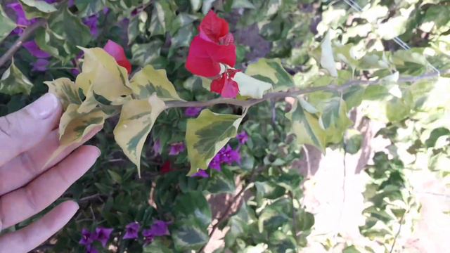 Variegação /Você sabe o que é? Planta variegata/Conheça agora! смотреть онлайн