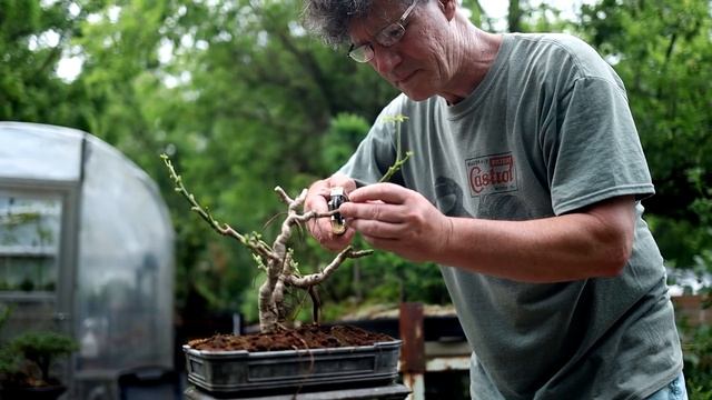 Pruning My Dwarf Schefflera Bonsai, The Bonsai Zone, June 2019 смотреть онлайн