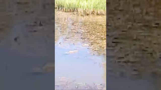 Ловим Рыбу На Яблоко смотреть онлайн