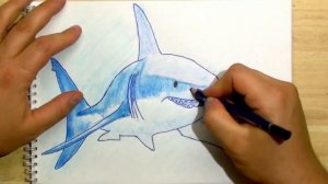 КАК НАРИСОВАТЬ АКУЛУ. How to draw a shark
