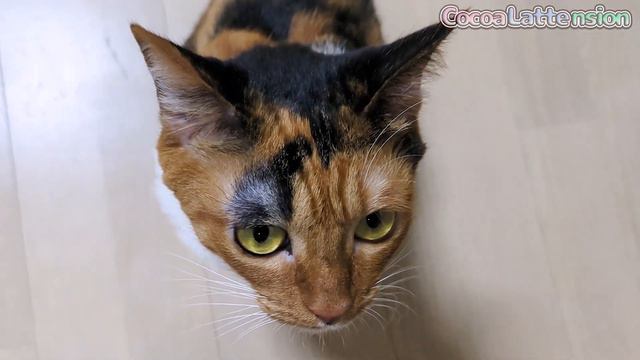 皆様へ。大切なお知らせです。 смотреть онлайн