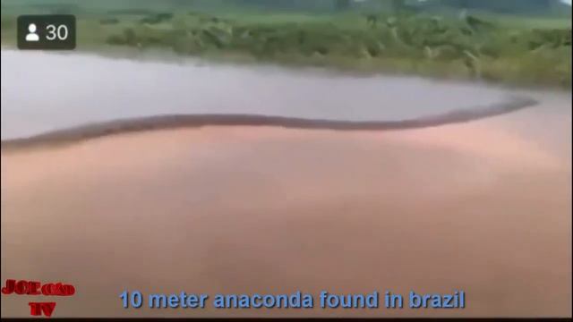 10 Meter anaconda found in Brazil (30 foot giant anaconda) смотреть онлайн