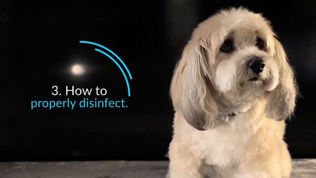 🐶 How To Treat a Wound On a Dog's Nose смотреть онлайн