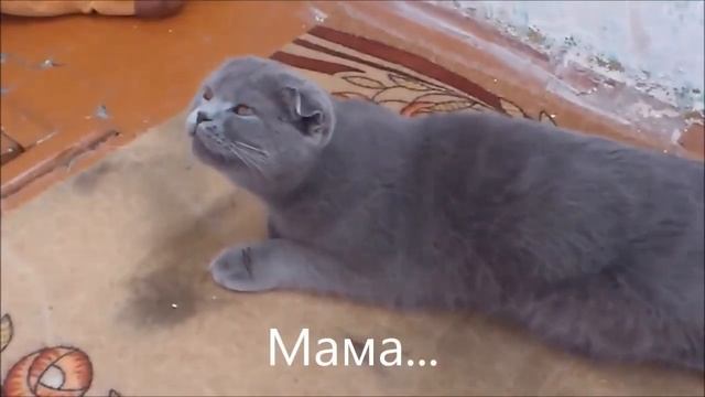 КОТЫ УМЕЮТ ГОВОРИТЬ! ГОВОРЯЩИЕ КОТЫ! смотреть онлайн