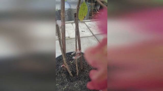 Новинки гортензии в моём саду смотреть онлайн