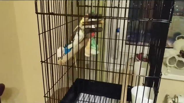 Новая клетка для попугаев корелла|Новый дом для попугая корелла смотреть онлайн