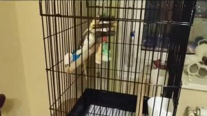 Новая клетка для попугаев корелла|Новый дом для попугая корелла