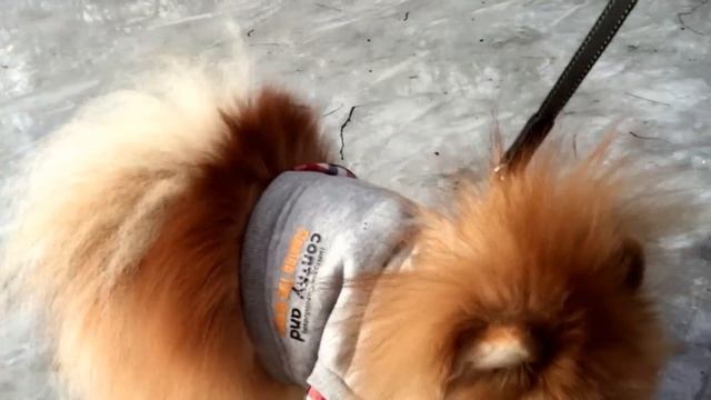 ШПИЦ НЕ ХОЧЕТ ГУЛЯТЬ В БОТИНКАХ | Жизнь с Собакой смотреть онлайн