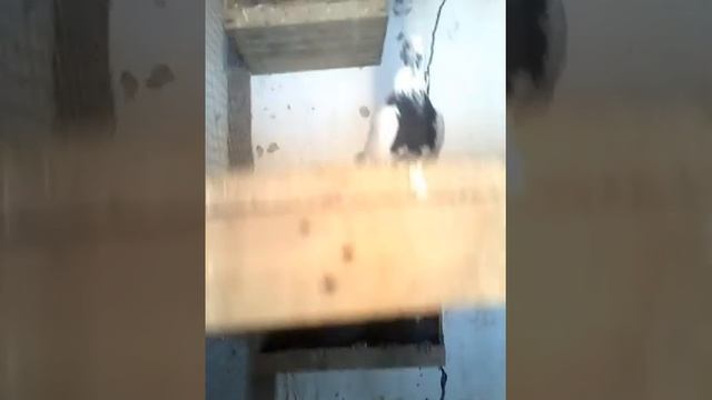 Бойные голуби курган тюбе Таджикистан смотреть онлайн