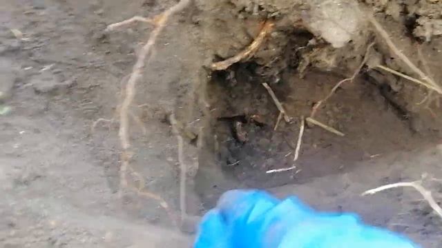 РОЗА МИШКА И ПОДВОЙ ВЫРОС. ЧТО ДЕЛАТЬ? УКРАИНА. 5 сентября 2022 года. смотреть онлайн