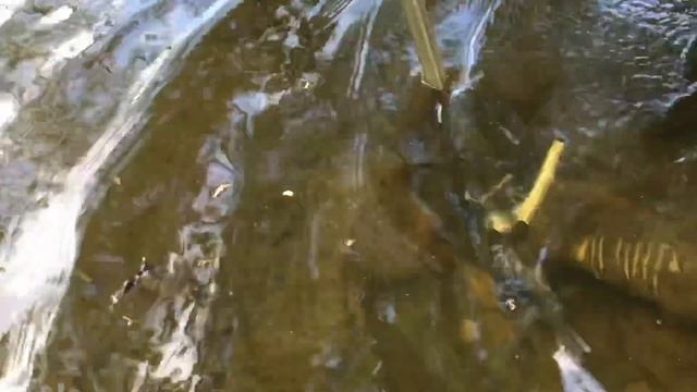 New Gold Dredger!  мини-драга Дипсис-150/50-4”