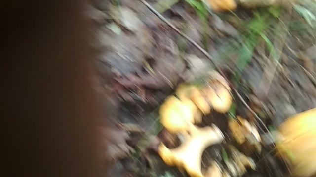 VID_20230707_102432.mp4 смотреть онлайн
