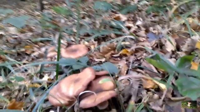 5.11.23р.Нарешті пішли осінні Опеньки. смотреть онлайн