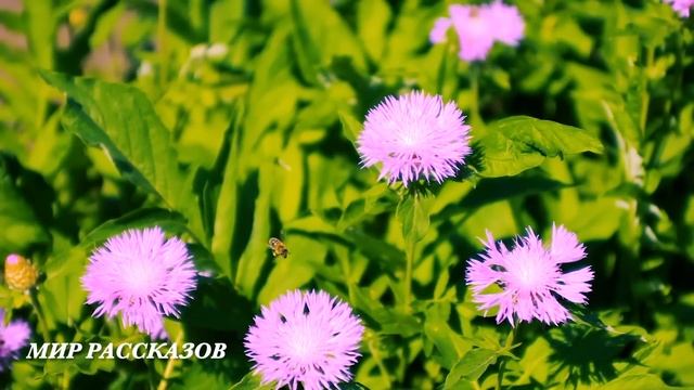 Приехав на вызов богатый дом фельдшер обомлел увидев свое фото в черной рамке... смотреть онлайн