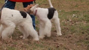 Охотничьи собаки. 16 серия. Жесткошёрстный фокстерьер