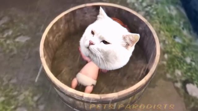 Be careful! This cat game is super addictive 【Kitten Match】 смотреть онлайн